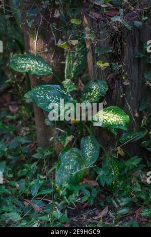 Dieffenbachia seguine dumm Stock Stockfoto