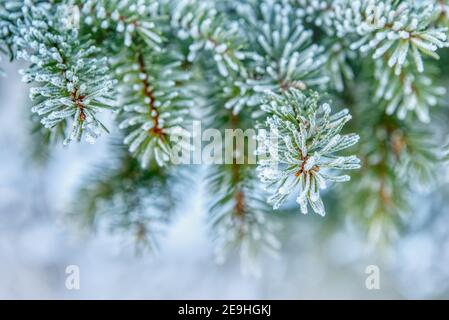 Natur Winter Hintergrund mit verschneiten Tannenzweigen. Schöne Winter Tannenzweige bedeckt Frost aus nächster Nähe. Winter Weihnachten Vorlage mit Kopierraum Stockfoto