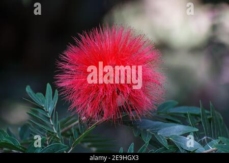 Surinamese stickpea Calliandra surinamensis Benth. Stockfoto