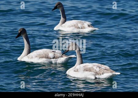 Trompeter Schwan Familie am Hafen im Winter Stockfoto