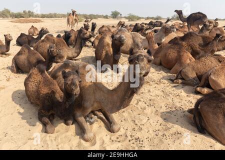 Indien Jaisalmer Kamelherde in der Wüste außerhalb von Jaisamler Stockfoto
