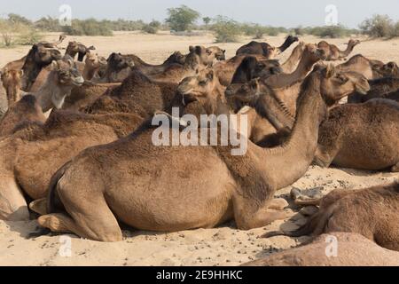 Indien Jaisalmer Kamelherde in der Wüste außerhalb von Jaisamler Stockfoto