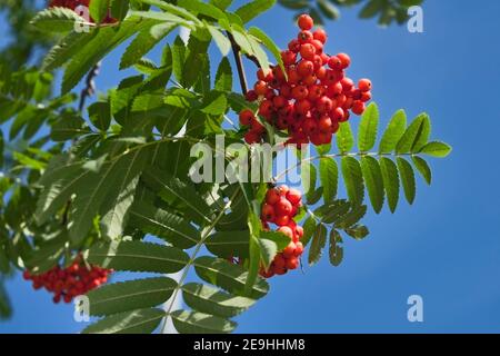 Rowan Zweige mit reifen Früchten Nahaufnahme. Rote Vogelbeeren auf den Ästen des Vogelbeerbaums, reife Vogelbeeren und grüne Blätter. Stockfoto