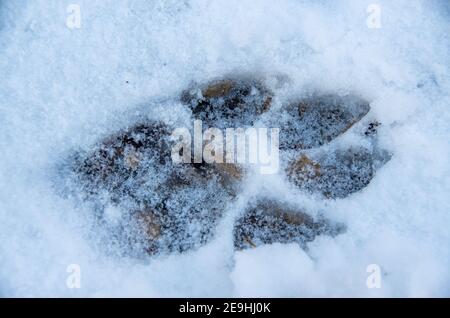 Pfotenabdruck eines Hundes im Schnee Stockfoto