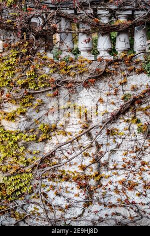 Die Säulensteinmauer ist mit wilden Trauben bewachsen. Die jungfräuliche Traube Blätter im Frühling. Stockfoto