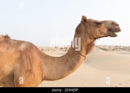 Indien Jaisalmer Kamelporträt in Einer Sanddüne in der Nähe von Jaisalmer Stockfoto