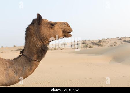 Indien Jaisalmer Kamelporträt in Einer Sanddüne in der Nähe von Jaisalmer Stockfoto