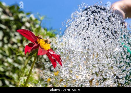 Blumen in einem Sommergarten gießen. Honigbienenarbeiten auf der Blume im Garten mit dem Wasser aus der Gießkanne auf dem Hintergrund. Stockfoto