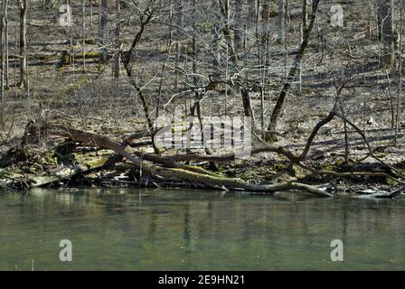 Little Miami River im Frühjahr in der Nähe der gelben Quellen ohio Stockfoto