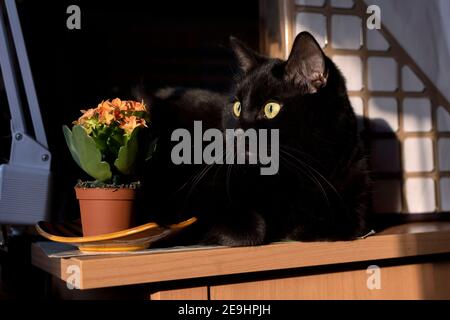 Schwarze Katze und Blumen von Kalanchoe zu Hause Stockfoto