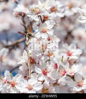 kolibri flatternd seine Flügel, wie er den Nektar einer Mandelblüte mit seiner langen Zunge trinkt. Auch als Falkenmotten bekannt. Rückansicht. Selektiv Stockfoto