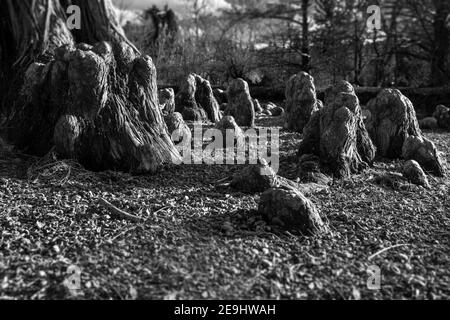 Mutierte Zypressenkönigin und ihre acolyten Sycophants (kahlköpfiger Zypressenbaum (Taxodium destichum) und Zypressenkneen) Stockfoto