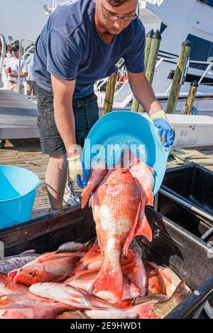 Alabama Orange Beach Zeke's Landing Red Snapper Tournament, gefangener Fisch, Stockfoto