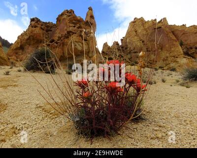 Indischer Paintbruch im Leslie Gulch Wilderness Study Area in Oregon Stockfoto