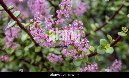 Eine 35 Jahre alte Jadebaumpflanze, die mit Rosa blüht Die Blumen symbolisieren das Glück dem Besitzer am 4th. Februar 2021 Stockfoto