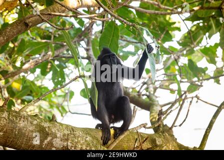 Tangkok-Nationalpark, Batuangus-Naturschutzgebiet, Crested Black Macaque Affe, Celebes, Nord-Sulawesi, Indonesien Stockfoto