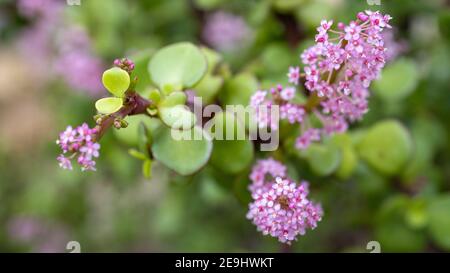 Eine 35 Jahre alte Jadebaumpflanze, die mit Rosa blüht Die Blumen symbolisieren das Glück dem Besitzer am 4th. Februar 2021 Stockfoto