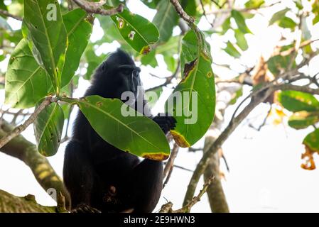 Tangkok-Nationalpark, Batuangus-Naturschutzgebiet, Crested Black Macaque Affe, Celebes, Nord-Sulawesi, Indonesien Stockfoto