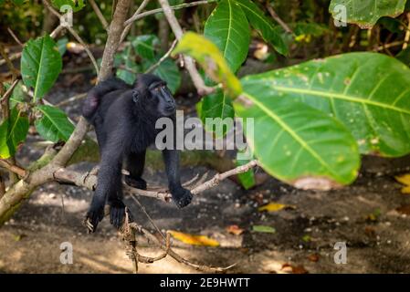 Tangkok-Nationalpark, Batuangus-Naturschutzgebiet, Crested Black Macaque Affe, Celebes, Nord-Sulawesi, Indonesien Stockfoto