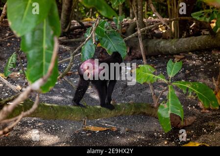 Tangkok-Nationalpark, Batuangus-Naturschutzgebiet, Crested Black Macaque Affe, Celebes, Nord-Sulawesi, Indonesien Stockfoto