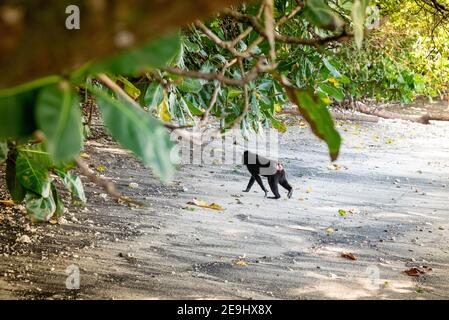 Tangkok-Nationalpark, Batuangus-Naturschutzgebiet, Crested Black Macaque Affe, Celebes, Nord-Sulawesi, Indonesien Stockfoto