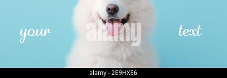 Cute Samoyed Hund auf Farbe Hintergrund mit Platz für Text Stockfoto