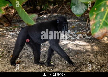 Tangkok-Nationalpark, Batuangus-Naturschutzgebiet, Crested Black Macaque Affe, Celebes, Nord-Sulawesi, Indonesien Stockfoto