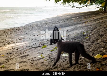 Tangkok-Nationalpark, Batuangus-Naturschutzgebiet, Crested Black Macaque Affe, Celebes, Nord-Sulawesi, Indonesien Stockfoto