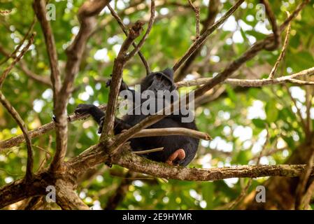 Tangkok-Nationalpark, Batuangus-Naturschutzgebiet, Crested Black Macaque Affe, Celebes, Nord-Sulawesi, Indonesien Stockfoto