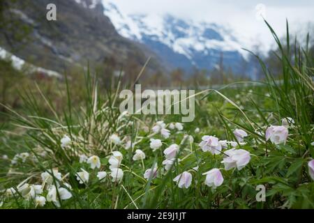 Harebells im Oldendalen Tal, Norwegen. Stockfoto