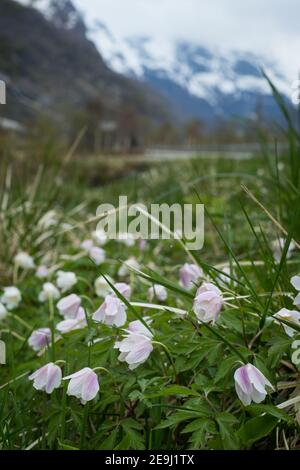 Harebells im Oldendalen Tal, Norwegen. Stockfoto