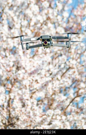 Nahaufnahme der mavic-Drohne im stationären Flug vor dem blühenden Mandelbaum, Nahaufnahme vor der Drohne, selektiver Fokus, Vorderansicht Stockfoto