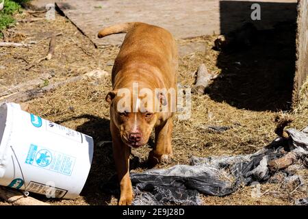 Amerikanischer Pit Bull, der im Hof herumspielt. Hochwertige Fotos Stockfoto