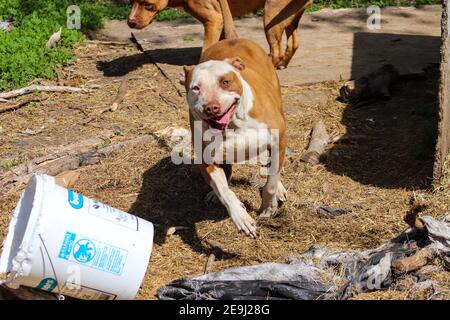 Amerikanischer Pit Bull, der im Hof herumspielt. Hochwertige Fotos Stockfoto