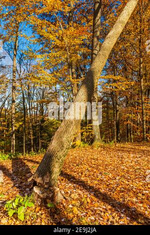 Rockway Falls Conservation Area Sixteen Mile Creek Lincoln Ontario Kanada Im Winter Stockfoto