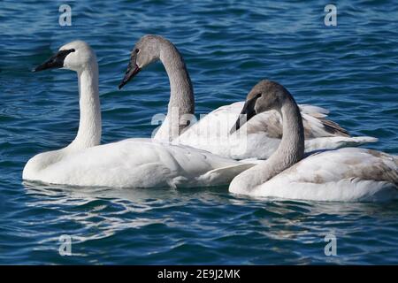 Trompeter Schwan Familie am Hafen im Winter Stockfoto