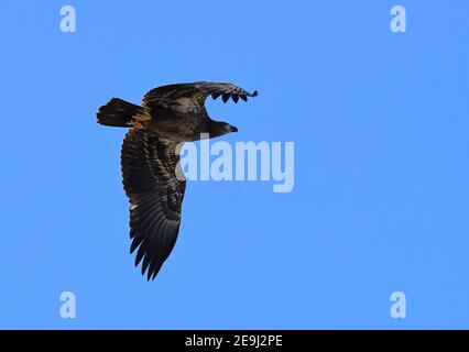 Ansicht des unreifen Weißkopfadlers im Flug von oben Stockfoto