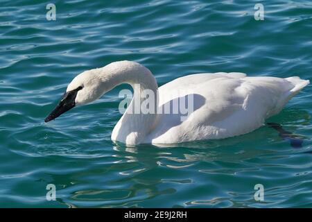 Trompeter Schwan Familie am Hafen im Winter Stockfoto