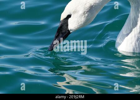 Trompeter Schwan Familie am Hafen im Winter Stockfoto