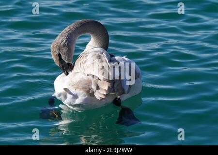 Trompeter Schwan Familie am Hafen im Winter Stockfoto