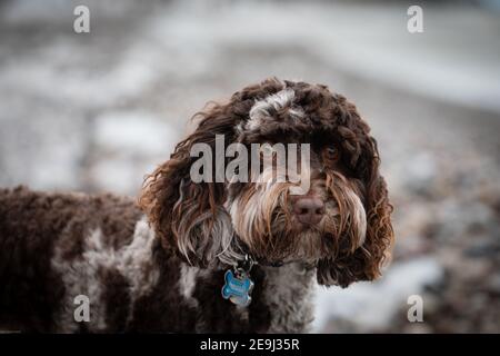 Nahaufnahme eines schönen braunen australischen Labradoodle Hundes Stockfoto