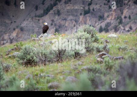 Ein Weißkopfseeadler, der auf einem Felsen auf einem hohen Hügel nach Nahrung sucht. Yellowstone National Park, Wyoming Stockfoto