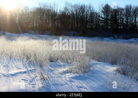 Sonne geht über die Bäume an einem frostigen Wintermorgen Stockfoto