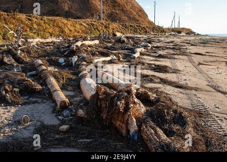 Alte Bäume und Müll wuschen nach dem Sturm an Land. Plastik und Abfall verschmutzen den Strand. Verschmutzung durch Plastik. Stockfoto