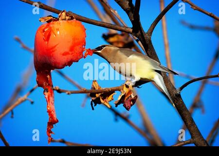 Die Cedar Wachswing (Bombycilla cedrorum) isst Persimmon-Früchte in Palo Alto Kalifornien Stockfoto