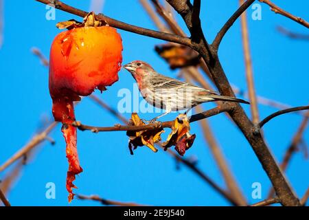 Ein hausfinke (Haemorhous mexicanus) an einem Persimmonbaum in Palo Alto, Kalifornien Stockfoto