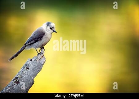 Der Canada Jay (Perisoreus canadensis), auch bekannt als Grey jay, Grey jay, Camp Räuber oder Whisky Jack im Grand Teton National Park, Wyoming Stockfoto