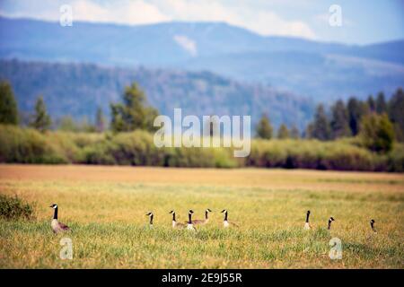 Kanadische Gänse (Branta canadensis) im Yellowstone-Nationalpark, Wyoming Stockfoto