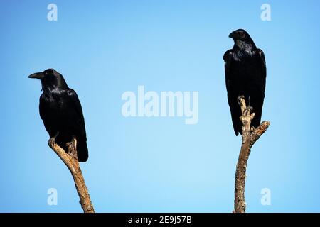 Zwei Common Raven oder Northern Raven (Corvus corax) im Sacramento National Wildlife Refuge in Sacramento, Kalifornien Stockfoto