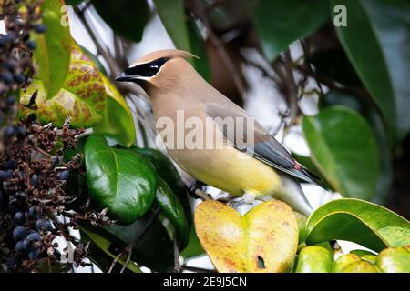 Der Zedernwachs (Bombycilla cedrorum) in Palo Alto Kalifornien Stockfoto